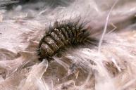 Carpet Beetle-Pest Control Hertfordshire