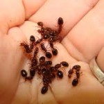 Ant Infestations Watford