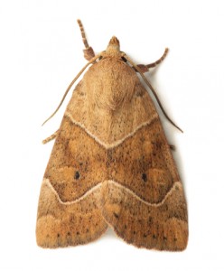 Moth Removal Hertfordshire