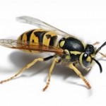 Wasp control Watford