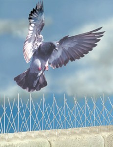Pigeon Proofing Hertford