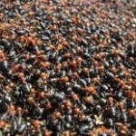 Ant removal Wigmore