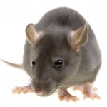 Rat Control Lemsford