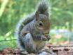 Squirrel Control Buckland