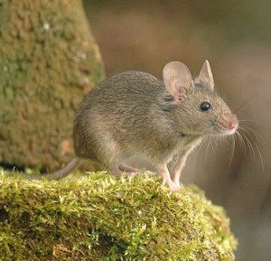 How to get rid of Mice in Stevenage