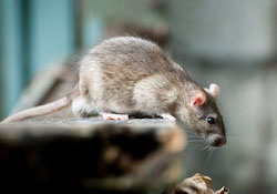 Rodent control Wood Green