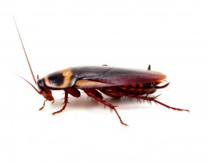 Cockroach control hertfordshire