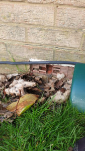 Rodent control in hertfordshire