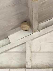 Wasp nest removal hertfordshire