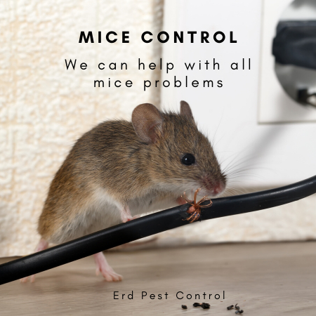 mice control hertfordshire
