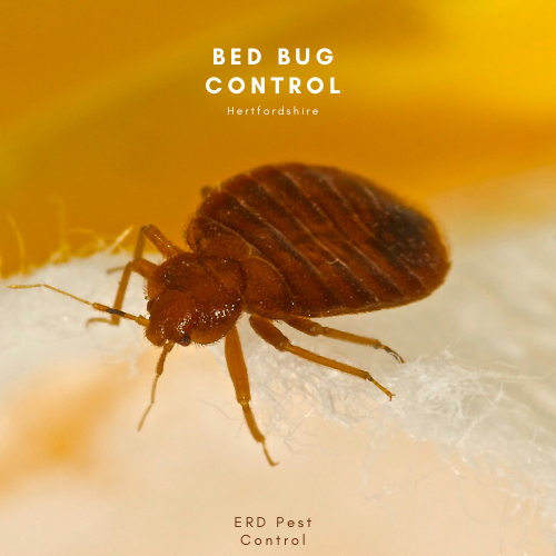 Bed bug control hertfordshire