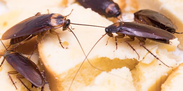 Cockroach Control For Your Business in Hertfordshire