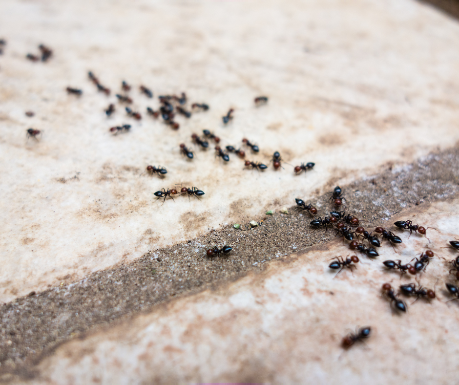 Ant Control Hertfordshire