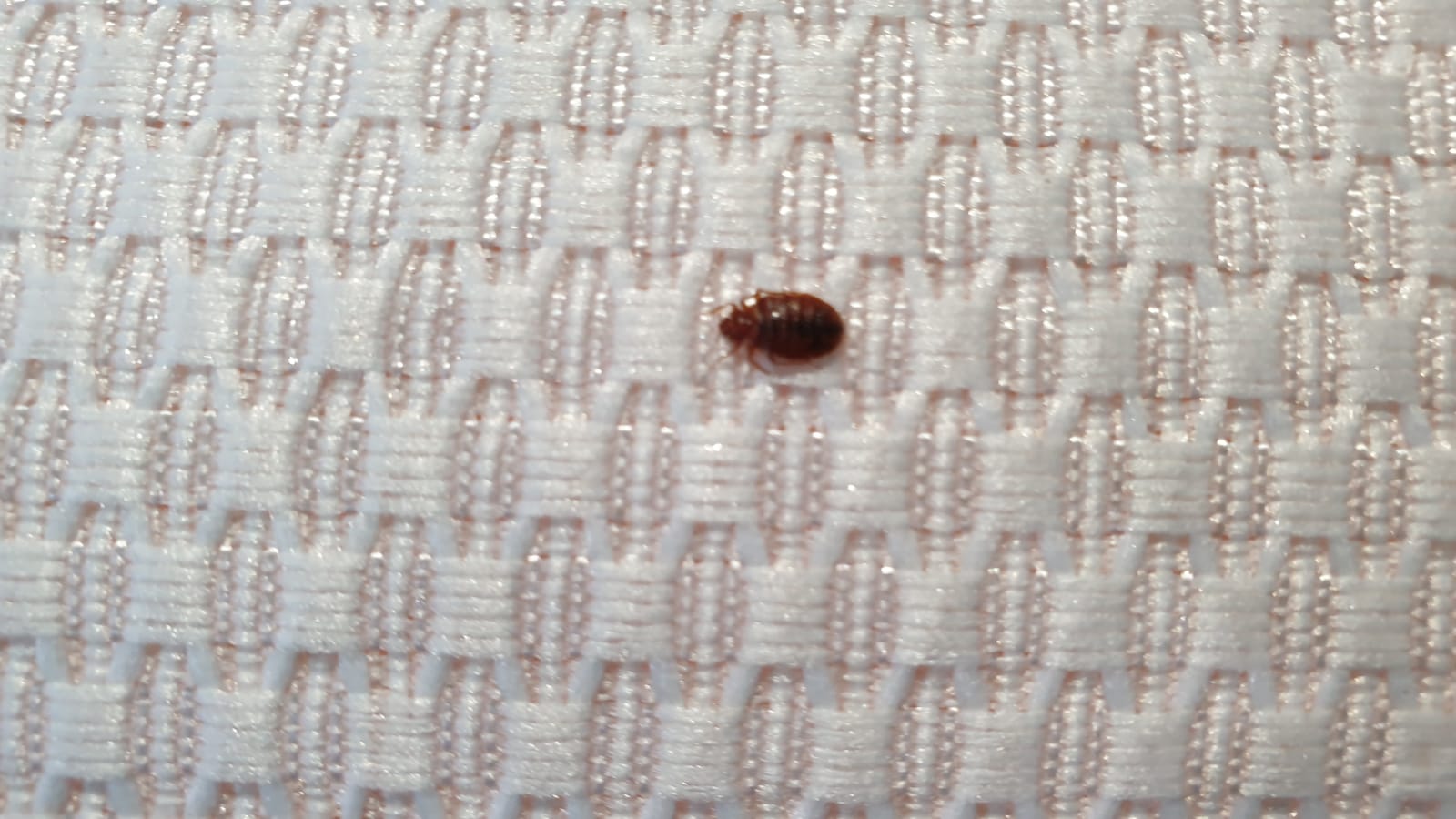 bedbug control stevenage