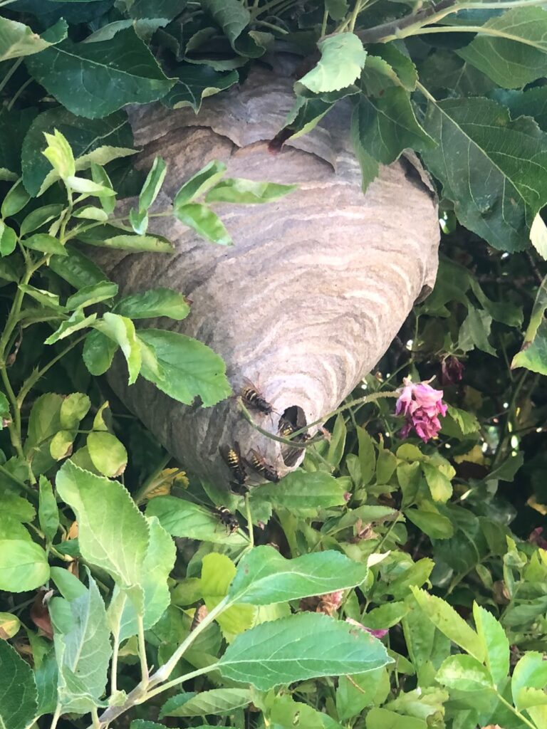 wasp nest Removal Stevenage