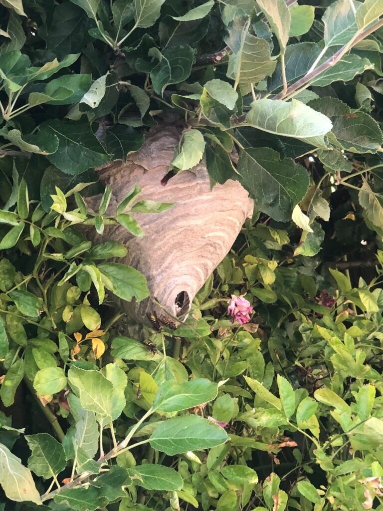 Wasp nest removal stevenage